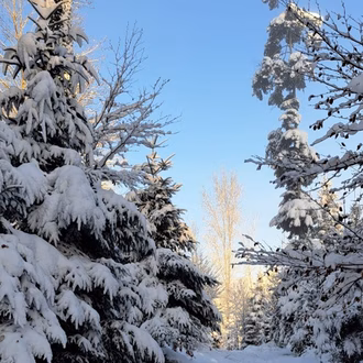 WK 3 Chleihölzliwald im Winterkleid