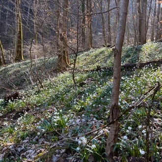 WK 5 Frühling im Leuental