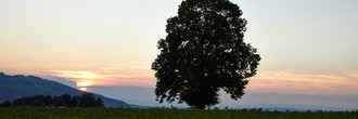 baum-sonnenuntergang