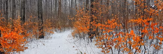 csm_Oberbipper_Wald__Januar_2021_NM_22121c68f8
